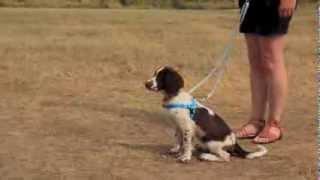 Wiggles Wags and Whiskers No-Pull Freedom Harness