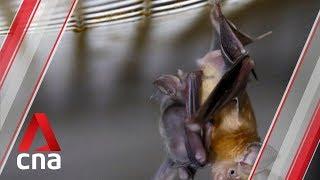 Studies point to bats as likely hosts of novel coronavirus: Experts