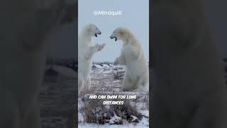 How Polar Bears Survive in the Arctic #wildlifeanimals #polarbear