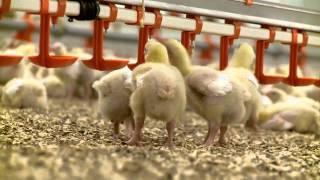 Scotland's Farming Year - Spring