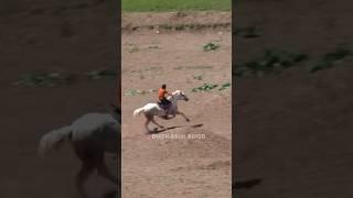 Меҳроб човандози н.Данғара #buzkashi #kupkari #uloq #tajikistan #uzbekistan #horse #kokpar #лошади