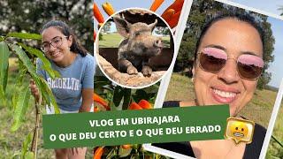 Começando uma chácara do zero | O que deu certo e o que deu errado | Vlog em Ubirajara