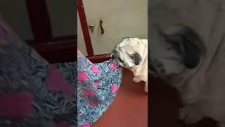 Maa come and play with me... #pug #Rambo #rambosaha #dog #funny