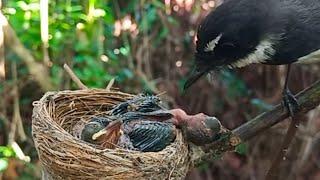 Baby bird almost died when it was given food | 4 days