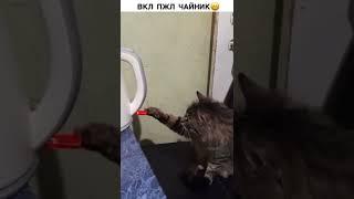 Cats talking #funny #cat #video