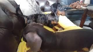 Blanket chewing tutorial with Kali corn the mini dachshund