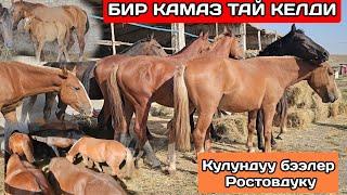 Росстовдон БИР КАМАЗ ТАЙ КЕЛДИ АРЗАН БЕРЕТ