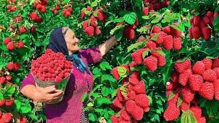 Harvesting Lots of Fresh Red Raspberries and Making Jam and Cake for Winter!