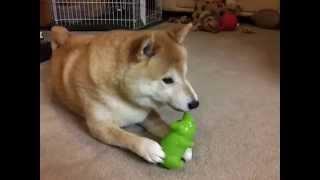 Shiba Inu Cooper New Pig Toy 3-23-15