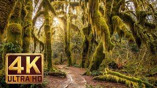 Hoh Rain Forest - 4K Nature Relaxation Film