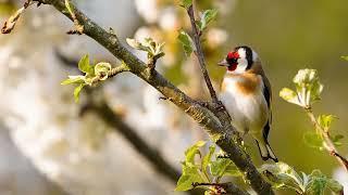 30 минут пения щегла для обучение птенцов. cardellino chì canta #goldfinch #щегол