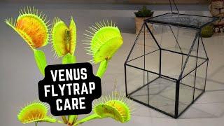 How to Set Up a Venus Flytrap Terrarium 🪴