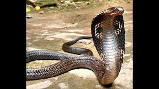 The most dangerous magic tricks - Magical Cobra Snake  - Steve Kish the Magician 