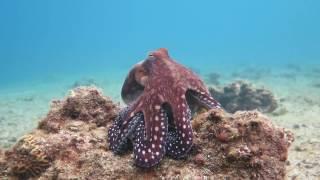 Octopus changes color and texture - Eilat