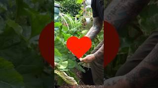 CITY GARDEN COOKING 