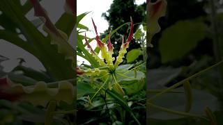 #FlameLily #Flower | Medicinal and Ornamental Purposes #short #film