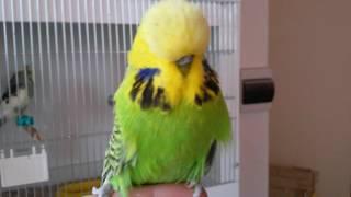 выставочные волнистые попугайчики. budgerigars.