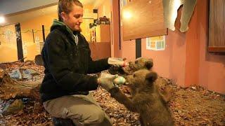 Watch: Abandoned bear cubs Bradley and Cooper prepare for life in the wild