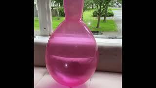 24" balloon walk around
