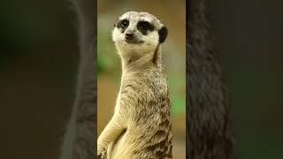 #Meerkat #Suricata #suricatta #Herpestidae #marjoriae