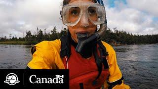 Recovering Atlantic Salmon | Field Notes | Parks Canada