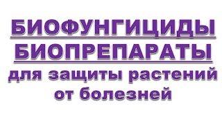 Что такое биофунгициды? Какие биофунгициды-биопрепараты использую, в теплице, на огороде и в саду.