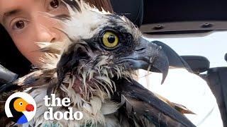 People Rescue A Mama Osprey After She Gets Attacked | The Dodo Wild Hearts