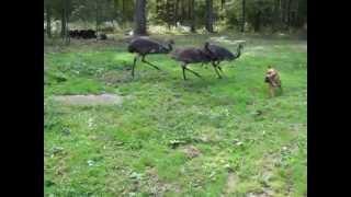 Emus and dog playing in the backyard.