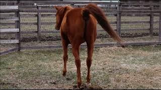 Horse pooping