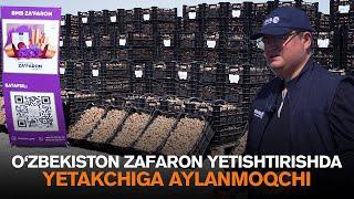 O‘zbekiston zafaron yetishtirishda dunyo yetakchisiga aylanmoqchi