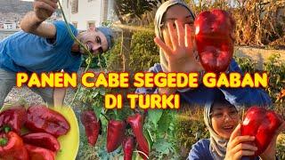 Gede banget cabe nya orang Turki 