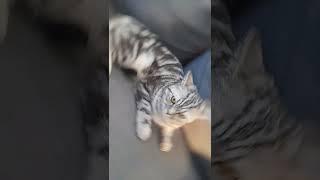 Ника мяу