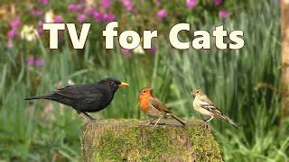 Cat TV Special ~ Videos for Cats to Enjoy on TV ⭐ 8 HOURS ⭐