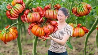 Farm Life | Harvesting Crab Claw Tomatoes sell at market - Sweet tropical monsoon tomato