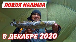 Ловля налима в декабре. Зимняя рыбалка 2020