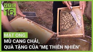 Mật ong Mù Cang Chải, quà tặng của "mẹ thiên nhiên" | VTC16