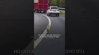 Мы в ответе, за тех, кого приручили  #doglover #nolove #edit #depression #sad #sadsong #help