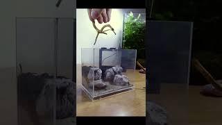 Half a liter - an aquarium that you can put anywhere.