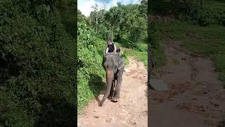 Phuket Island Elephant Sanctuary part 3