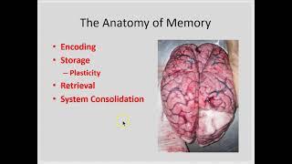 Anatomy of Memory part 1- Encoding, storage, retrieval