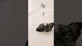 the real spinning pigeon