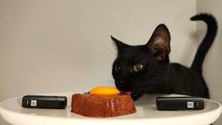 CAT EATING EGG YOLK & PATE WET FOOD ASMR