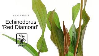 Echinodorus 'Red Diamond'