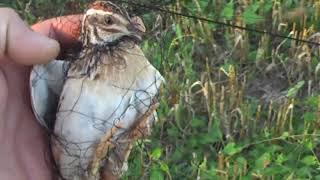 Catching young quail (bedan)