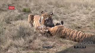 Wildlife Africa.  Two Male Tigers Fight Until Death