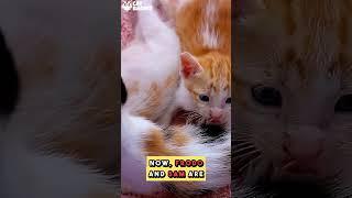 4 Kittens Zip Tied Under A Shopping Cart
