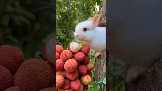 Cute Rabbit - Baby rabbit growing up day by day #animals #rabbit