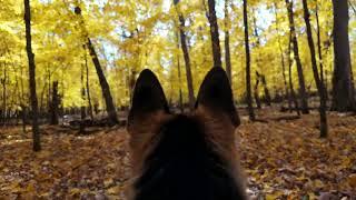 Autumn Forest Walk with My Furry Friend | DJI Osmo Pocket 3 Test Footage