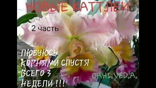 НОВЫЕ КАТТЛЕИ _ 2 ЧАСТЬ_ СТОИТ ЛИ ПЕРЕСАЖИВАТЬ СРАЗУ _