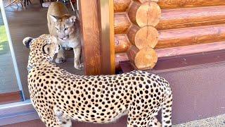 Can cheetah and cougar be friends? Gerda and puma Messi can't find a common language in any way